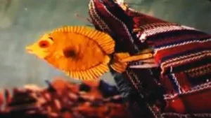 The rainbow fish