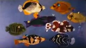 The rainbow fish