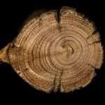 woodSwimmer